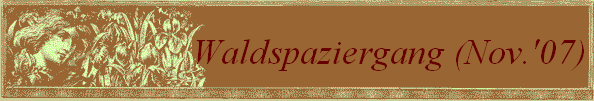 Waldspaziergang (Nov.'07)
