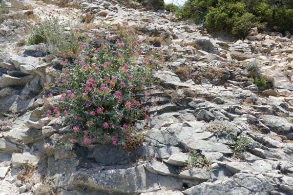 20190708-route-des-cretes-la-ciotat-cassis-22E1154E8C-38E3-C302-D839-FBADD79F4581.jpg