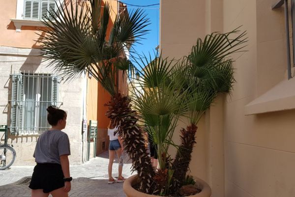20190713-sanary-sur-mer-1077B53E6D-2CA9-217D-9EEF-5E4277FAF959.jpg