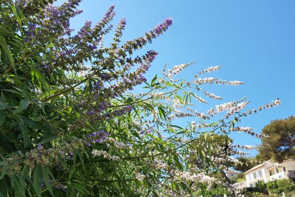 20190713-sanary-sur-mer-266F71A555-DBA6-B4E4-88D6-D27A64749CF9.jpg