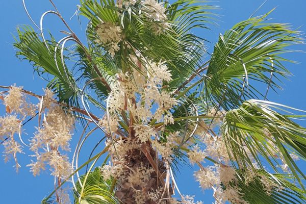 20190713-sanary-sur-mer-40017696CA-5B7A-0050-9786-ECDF66FCD3DF.jpg